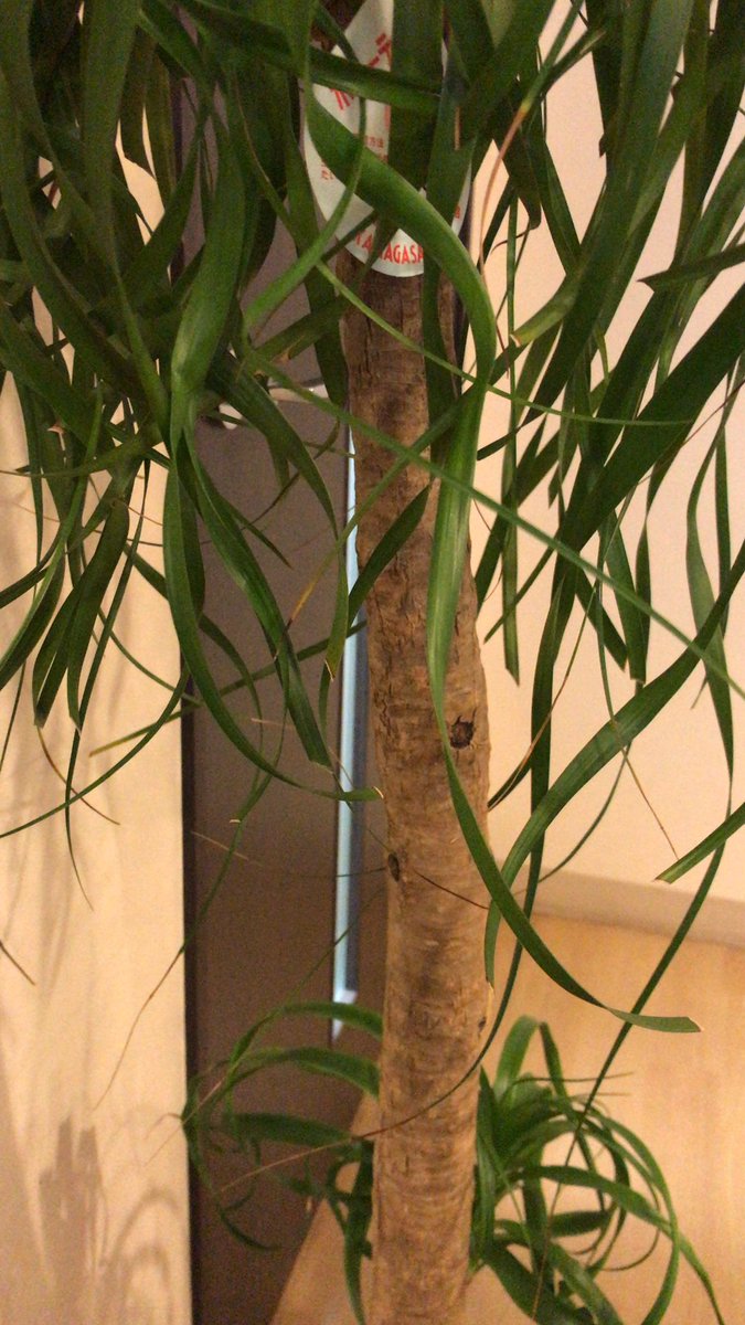 honokax27's tweet photo. 今日の病院キャンセルしようか？
マジで考える位嫌だったのだけれど。
いつもより涼しい！
という点に気がついて
がんばって来たよ。
偉いぞ、私 https://t.co/jhH9vMQXqj
