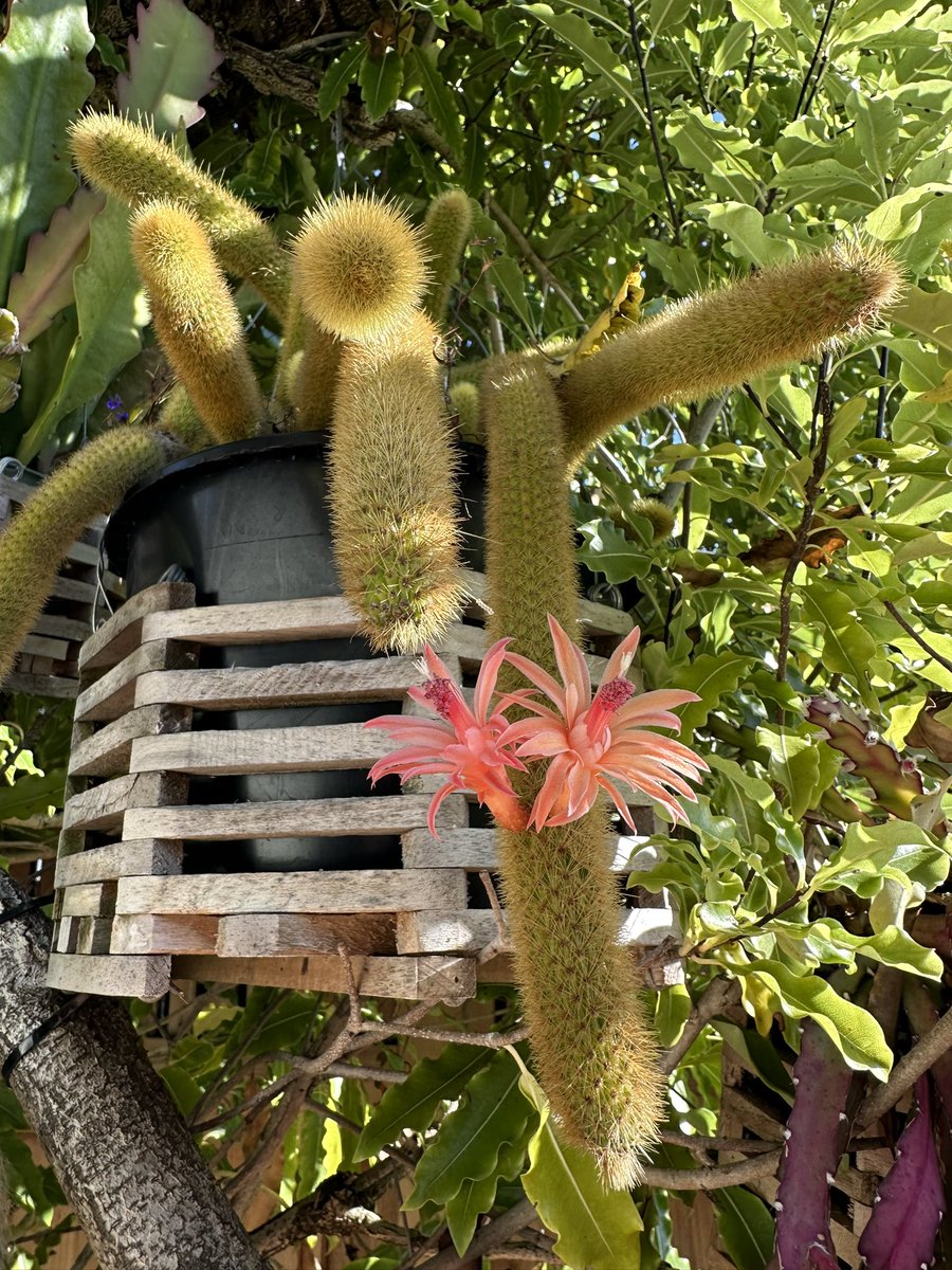 bronze4u's tweet photo. Our Golden and Silver Monkey Tailed Cactuses! https://t.co/QfdwnHzyqD