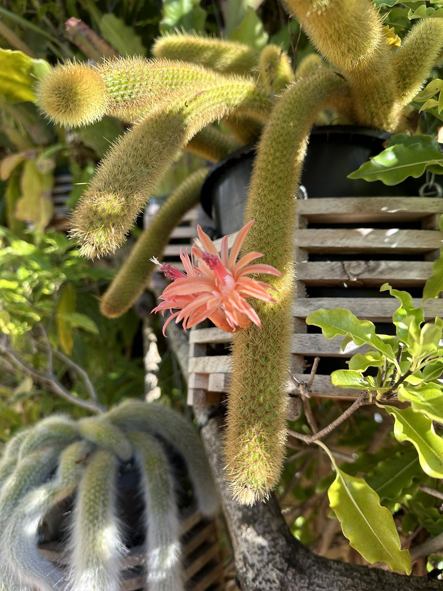 bronze4u's tweet photo. Our Golden and Silver Monkey Tailed Cactuses! https://t.co/QfdwnHzyqD