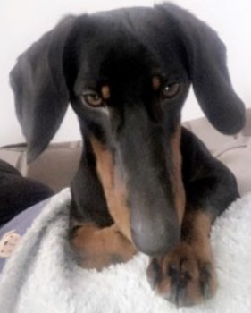 millypod1's tweet photo. WINSTON HOME SAFE. THANKS FOR RT's 😊🐕🐾
🆘7 AUG 2023 #Lost WINSTON #ScanMe
YOUNG Black & Tan Dachshund Male #SausageArmy #Halsall #Ormskirk Liverpool Leeds Canal,
The Saracens Head #L39 PLEASE SHARE. https://t.co/XidFT31sa1 https://t.co/q4pvhqpaAo