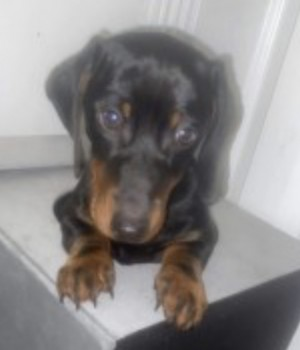 millypod1's tweet photo. WINSTON HOME SAFE. THANKS FOR RT's 😊🐕🐾
🆘7 AUG 2023 #Lost WINSTON #ScanMe
YOUNG Black & Tan Dachshund Male #SausageArmy #Halsall #Ormskirk Liverpool Leeds Canal,
The Saracens Head #L39 PLEASE SHARE. https://t.co/XidFT31sa1 https://t.co/q4pvhqpaAo