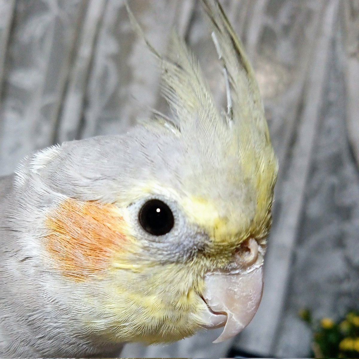 🐔Patella✝️Coco tweet media