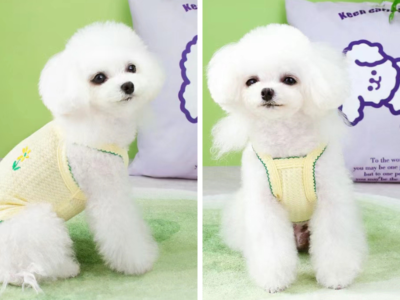LydiaFu11's tweet photo. so cute! My dog will fit perfectly in it too🐕
#dog #clothes #summer #facial #fashion #outfit https://t.co/6zo3k8OoO5