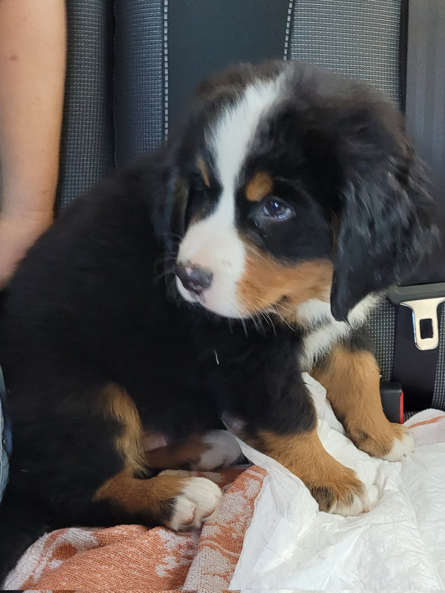 JohanLooise's tweet photo. It's my first gotcha day today. Here I am in the car on to my forever home. #bernesemountaindog  #dogsoftwitter  #leffe https://t.co/IlBmF1L8fM