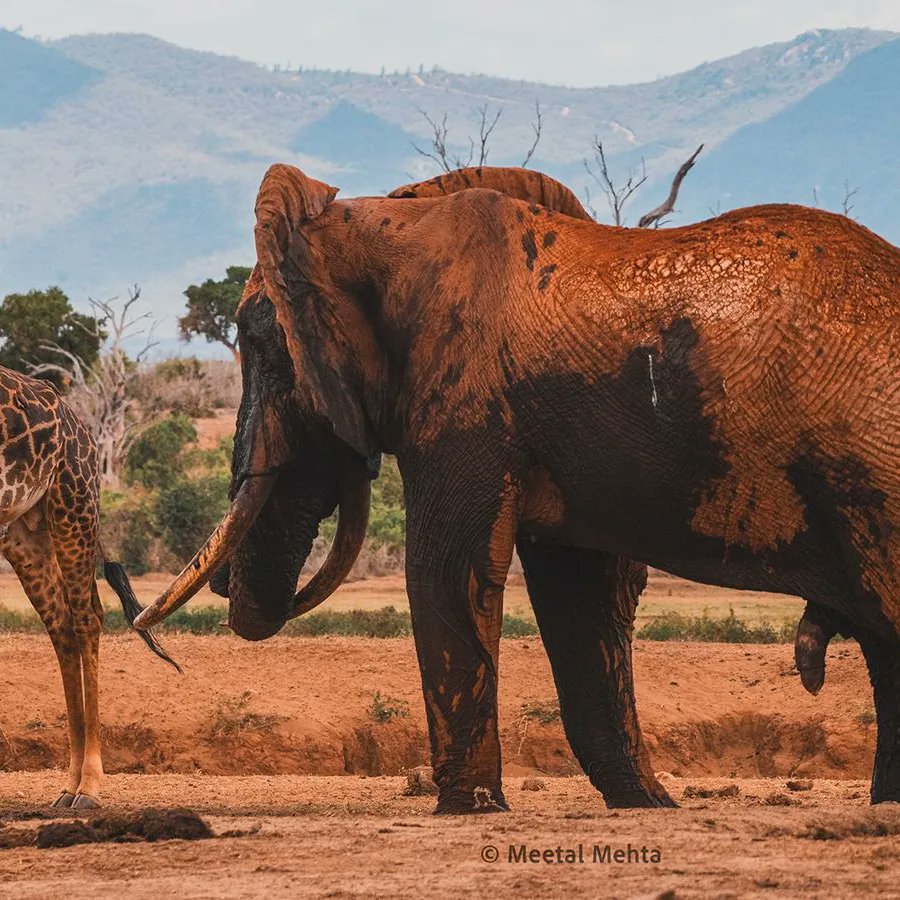 Prepare to be captivated by breathtaking landscapes and be amazed by the abundance of wildlife that roams freely in this wildlife  paradise dubbed as "Theatre of the wild" 

📷Meetal mehta 

#ZuruTsavoEast
#ZuruNaKWS
#ZuruKenyaParks