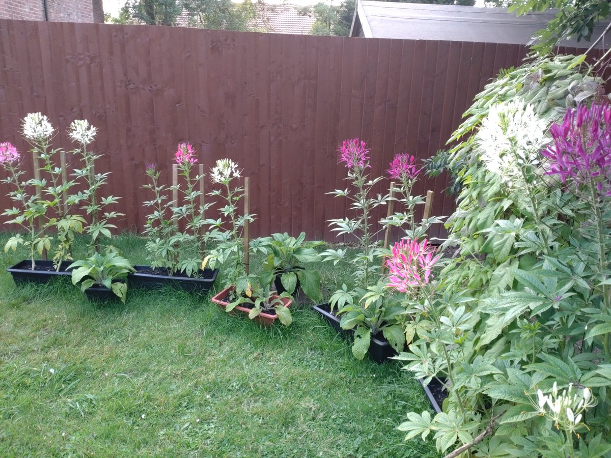This little lot seem to be doing well, I might extend the range of flowers next year, depending if I have spare time to devote to them or not l 🤔