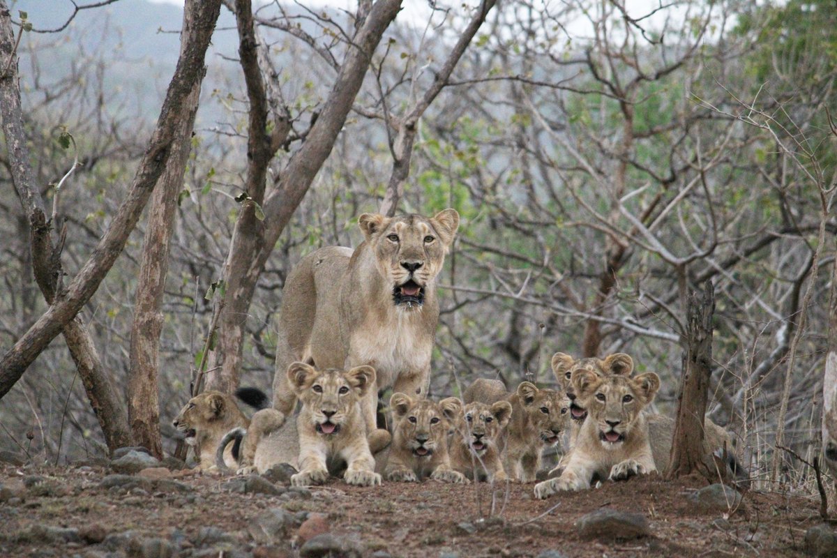 Royal family

#Lions #group #wildlife #wildlifephotography #canonphotography #animal
#Gujarat #tourism #RoyalFamily