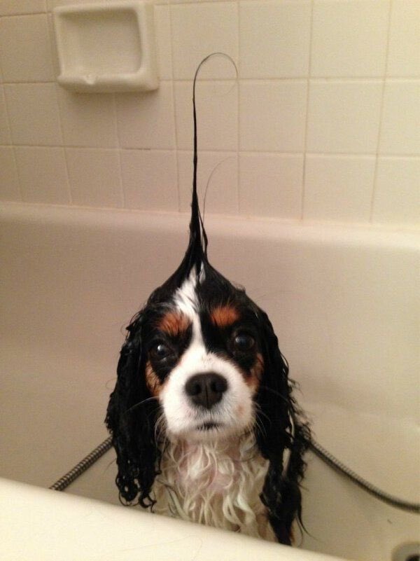 💖 (@twaniimals) on Twitter photo 