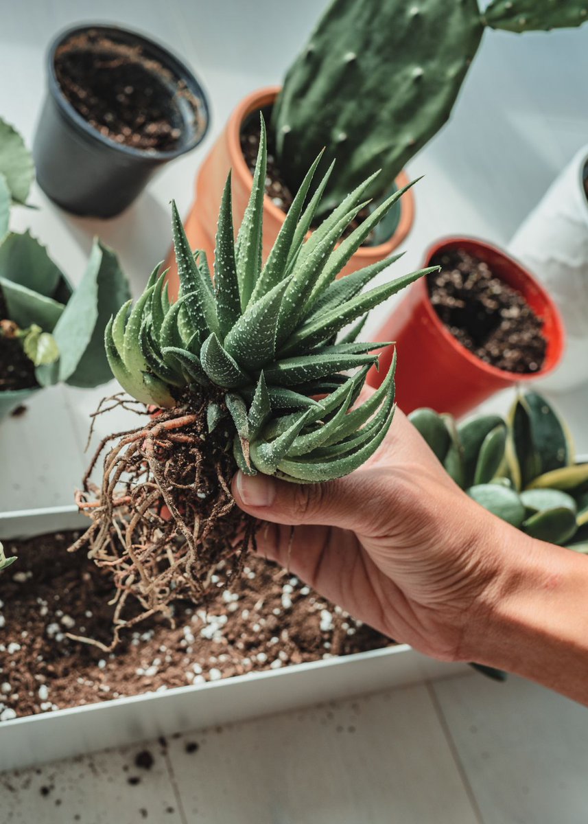 Can You Use Self Watering Soil in Regular Flower Pots?
fivestarchoices.com/can-you-use-se…