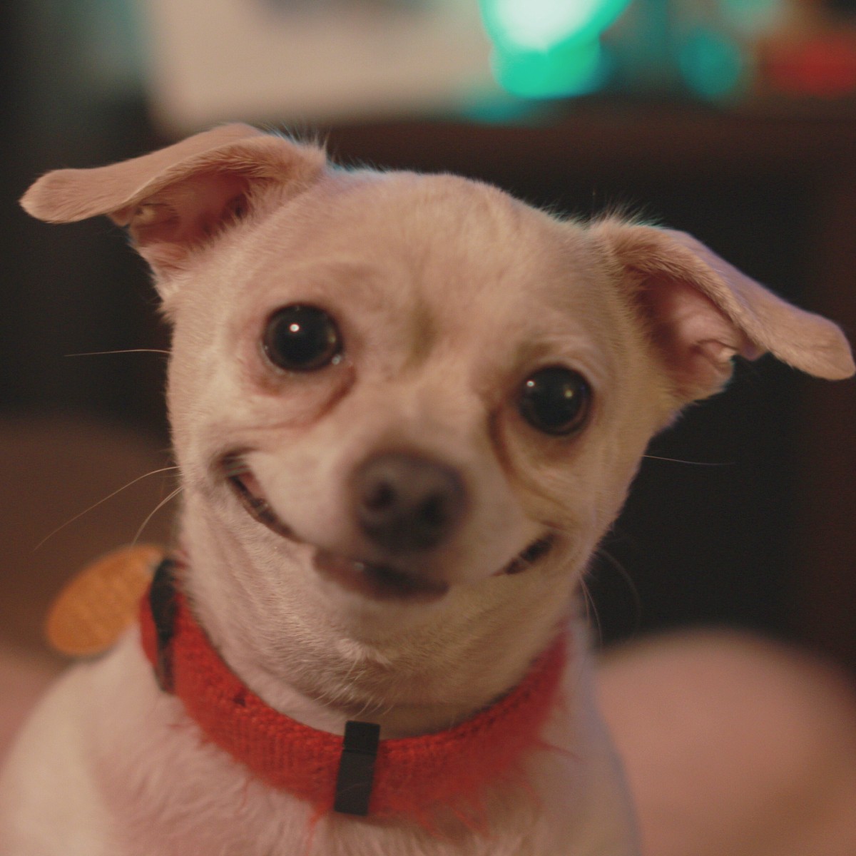 Tails will wag at the Salisbury Community Fun Day @ Unity Park which is promising a barking blast for you and your fur-bulous companions.

Saturday 26 August | 11am to 3pm | Unity Park Pooraka

Come along for a paw-fect day!

salisbury.sa.gov.au/funday