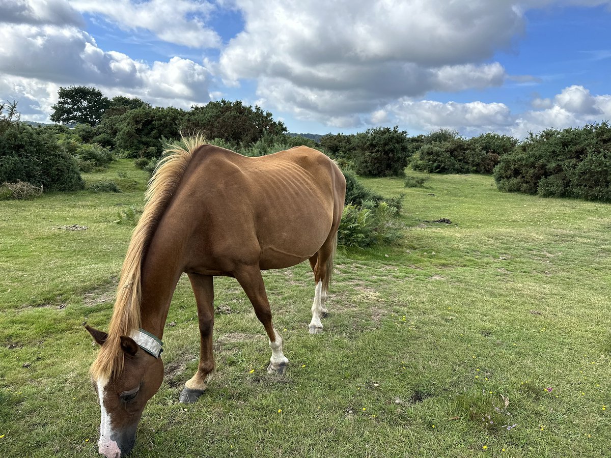 New Forest Marathon tweet media