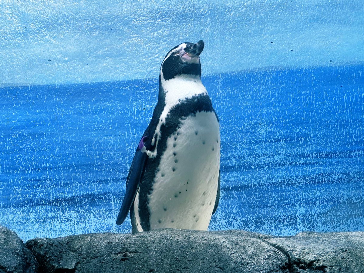 2000km！
雨降るし、暑すぎる🥵🥵
ペンギンのおかげ癒されました