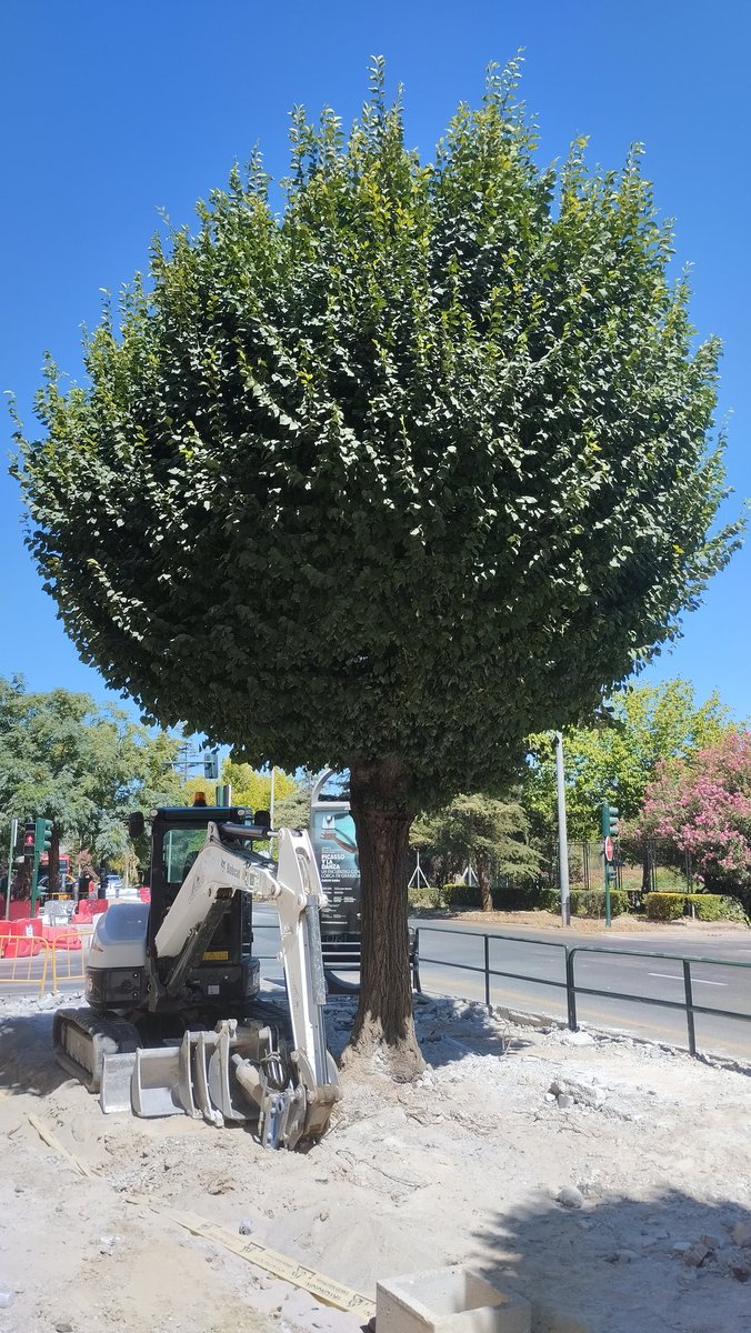 psimoneasp's tweet photo. Prontito en la mañana, para q no haya testigos, con cobardía, #Marifran comenzó a TALAR árboles en #Granada. 😖🌳🪚🪵

Hoy, día en alerta por #OlaDeCalor, el @aytogr apuesta por el ASFALTO e inicia el ARBORICIDIO. 😥

Un proyecto d ciudad SIN FUTURO. 🤦🏻

#ClimateEmergency https://t.co/comg4H7ufe