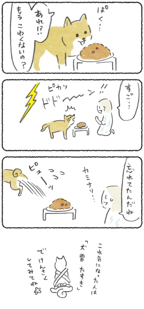 雷をこわがるお犬さんは多くて、こつぶも苦手だったけど、4歳の時に克服できました✨ こつぶが雷大丈夫になるまでの様子を現在ブログで連載中です→ #犬のいる暮らし #柴犬 #犬