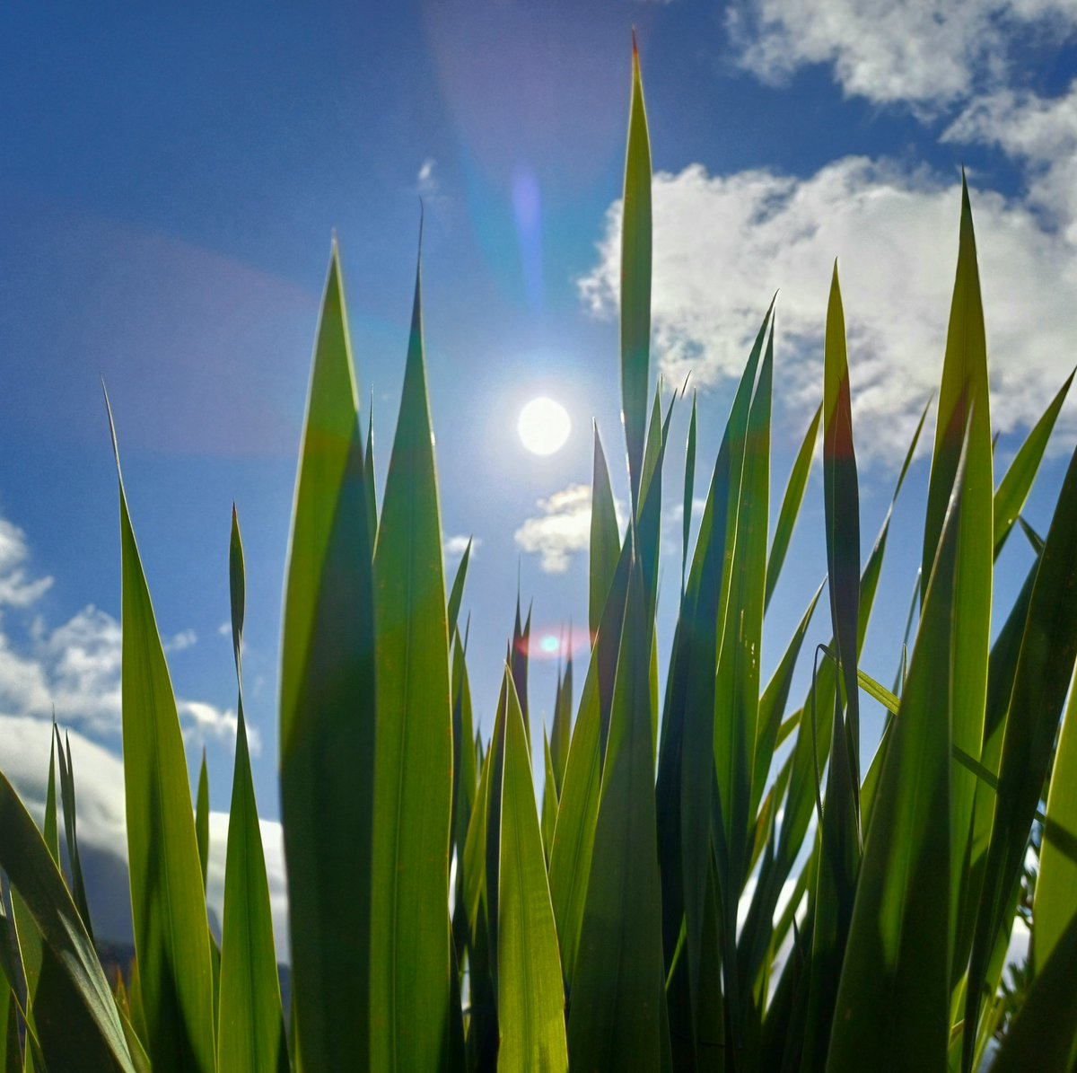 cyanblueseas's tweet image. ☀️

#skyscapes #blueandgreen #natureisbeautiful #plantsofinstagram #wheretheskymeetstheland 

instagram.com/p/CvtscxiNpR8/