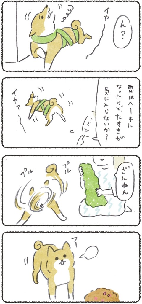 雷をこわがるお犬さんは多くて、こつぶも苦手だったけど、4歳の時に克服できました✨ こつぶが雷大丈夫になるまでの様子を現在ブログで連載中です→ #犬のいる暮らし #柴犬 #犬