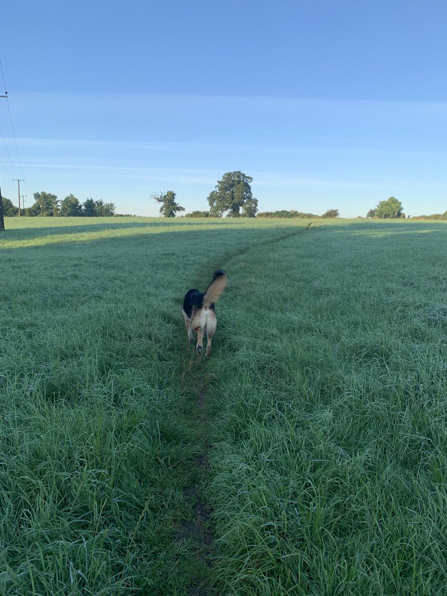Early morning walk with wavy tail and sunshine ☀️ 
#WeActiveChallenge #NursesActive #walk #wag #sunshine