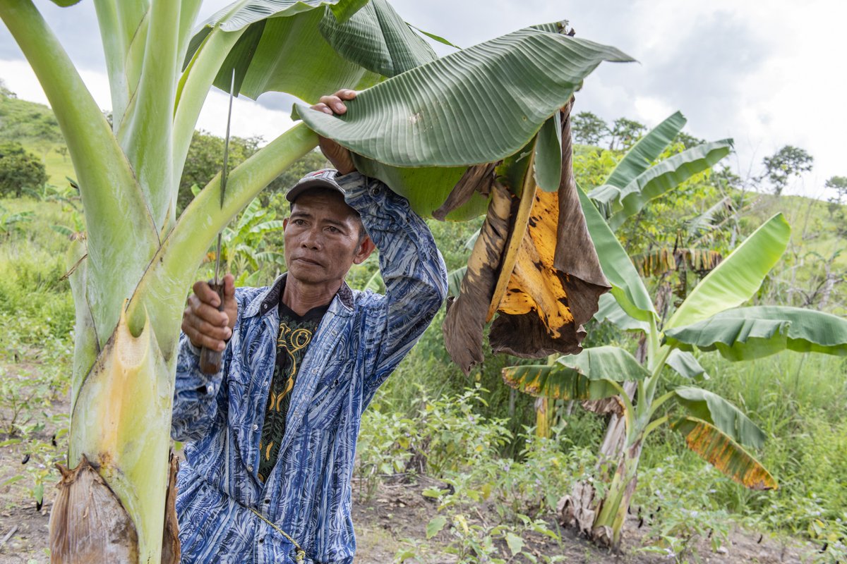 WFP_Philippines's tweet photo. Today is #IndigenousPeoplesDay 🌏✨🇵🇭

In the Bangsamoro Autonomous Region in Muslim Mindanao (#BARMM), indigenous communities play a crucial role in building resilient communities 👩🏽‍🌾, helping ensure food security 🍚 and livelihoods for all. 👨‍👩‍👧‍👦🌾 https://t.co/D8qi4U4vRE