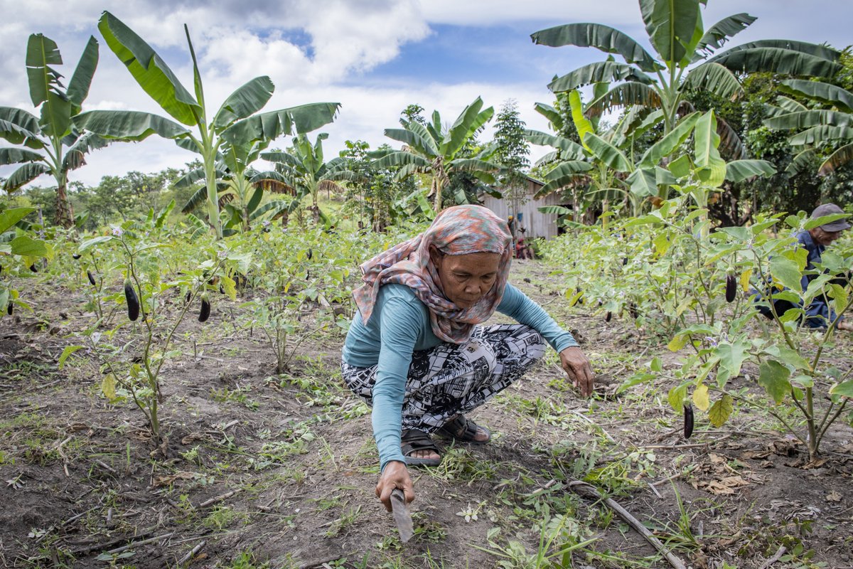 WFP_Philippines's tweet photo. Today is #IndigenousPeoplesDay 🌏✨🇵🇭

In the Bangsamoro Autonomous Region in Muslim Mindanao (#BARMM), indigenous communities play a crucial role in building resilient communities 👩🏽‍🌾, helping ensure food security 🍚 and livelihoods for all. 👨‍👩‍👧‍👦🌾 https://t.co/D8qi4U4vRE
