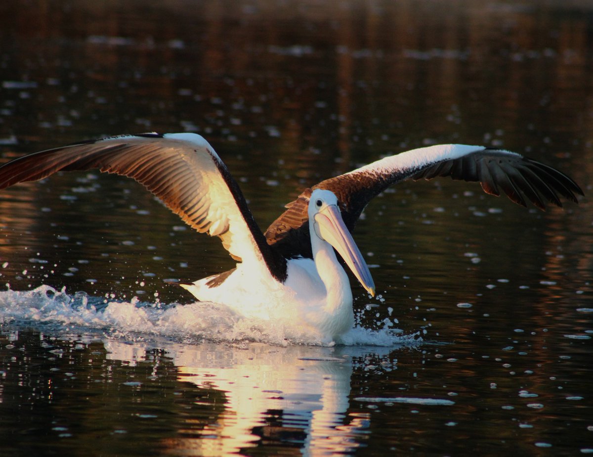 JanDickersArt's tweet image. Unlucky #pelican missed out on a fish at #whitepatch at #bribieisland #birdphotography