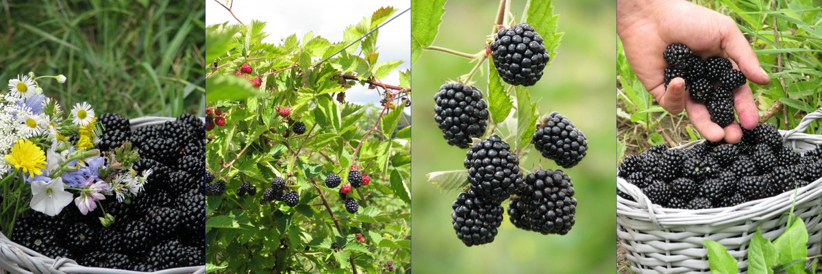Our blackberries!