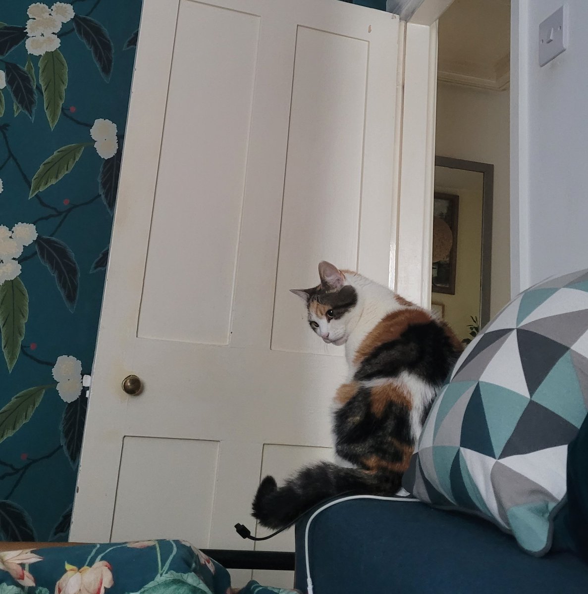 Our #cat reminding me where the door is so I can serve her breakfast.

#CatsOfTwitter #CatsOnTwitter
