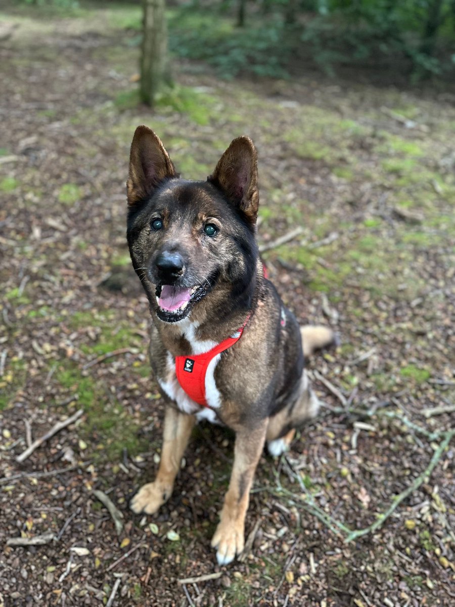 ForRover's tweet image. Good morning frens. I need your help. One of my charges has sadly ruptured his cruciate ligament. He requires surgery to fix his knee so he can go on living his best life. gofund.me/ffda0025