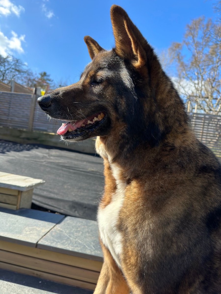 ForRover's tweet image. Good morning frens. I need your help. One of my charges has sadly ruptured his cruciate ligament. He requires surgery to fix his knee so he can go on living his best life. gofund.me/ffda0025