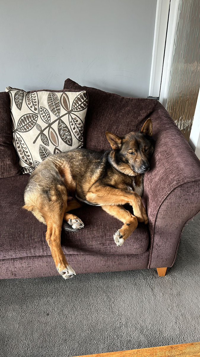 ForRover's tweet image. Good morning frens. I need your help. One of my charges has sadly ruptured his cruciate ligament. He requires surgery to fix his knee so he can go on living his best life. gofund.me/ffda0025