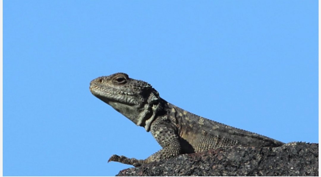 Ağrı Dağı'nda 31 Sürüngen ve Amfibi Türü Yaşıyor..