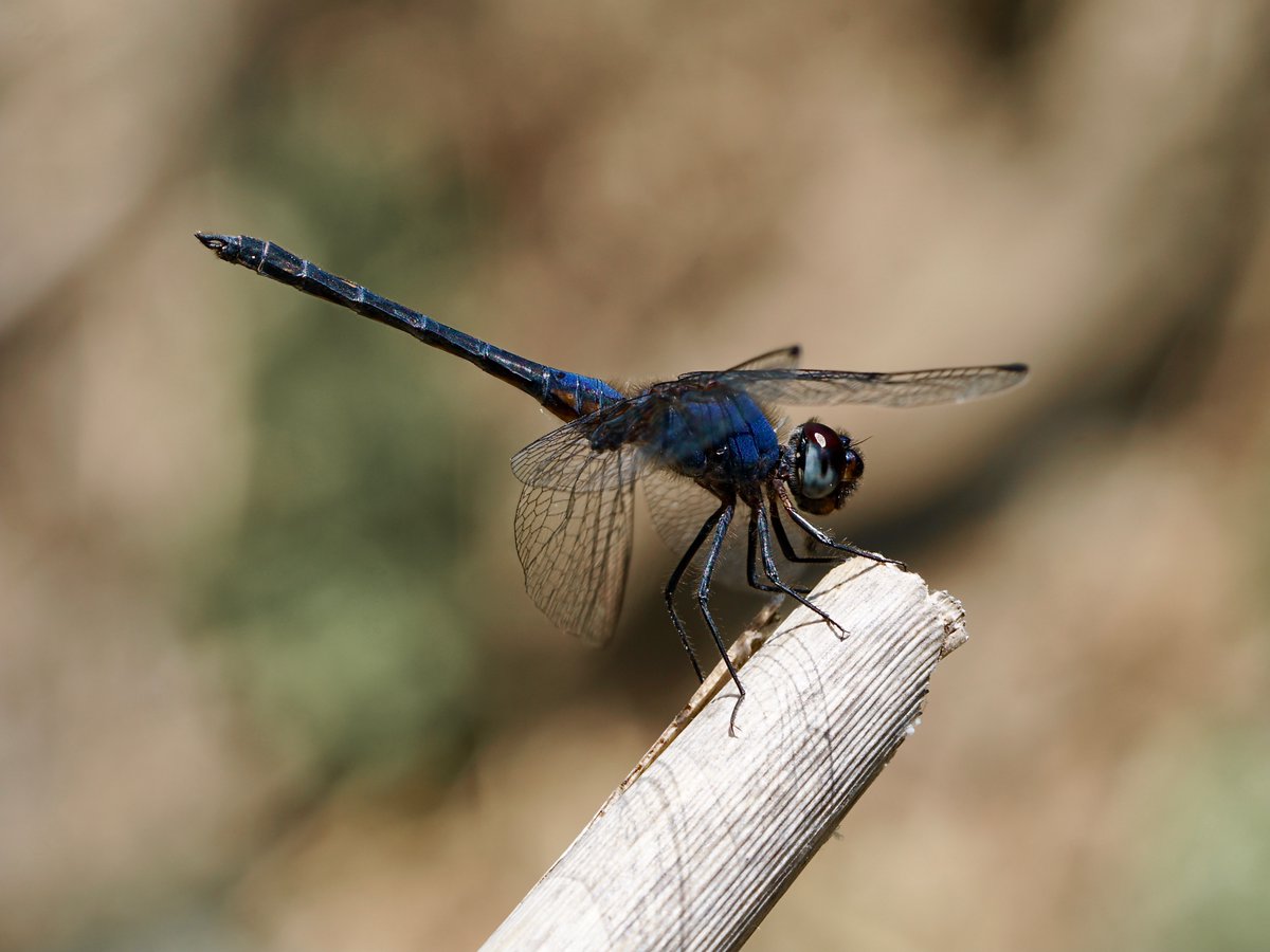 thomas_buechner's tweet photo. #Trithemis festiva
Schwarzer Sonnenzeiger
Indigo #Dropwing

Cyprus 2023-06-29 &amp; 07-01
#Libellen
#Dragonflies
#Libellulidae
#ICO2023 https://t.co/S82RLmgA2I