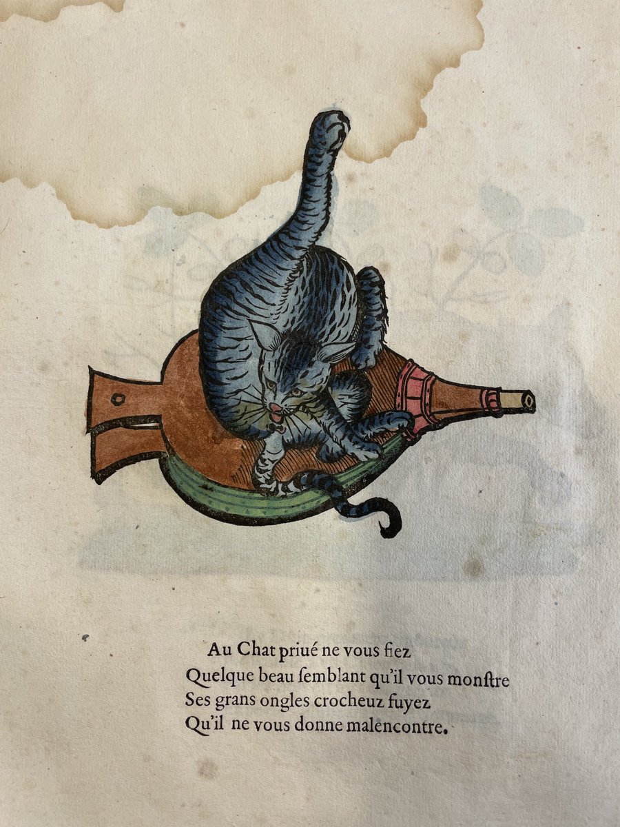 Journée du chat avec ce bois gravé lyonnais du XVIe siècle si réaliste 🤗