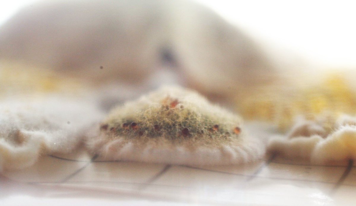 Ich bin natürlich sehr stolz auf mein Team im BioLabs!!
Ausgezeichnete Leistung in den jährlichen Ringversuchen des DRRR bestätigt die Qualität unseres GLP-Labors. Das Bild zeigt NICHT einen Ravioli mit einem Topping aus Sprösslingen - sondern die Verkeimung nach einemTest :-)
