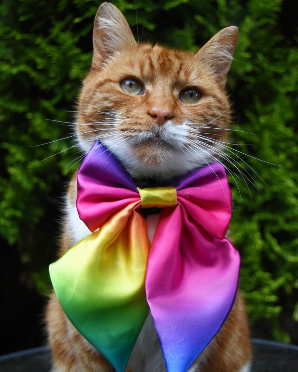 the ginger tom tweet media