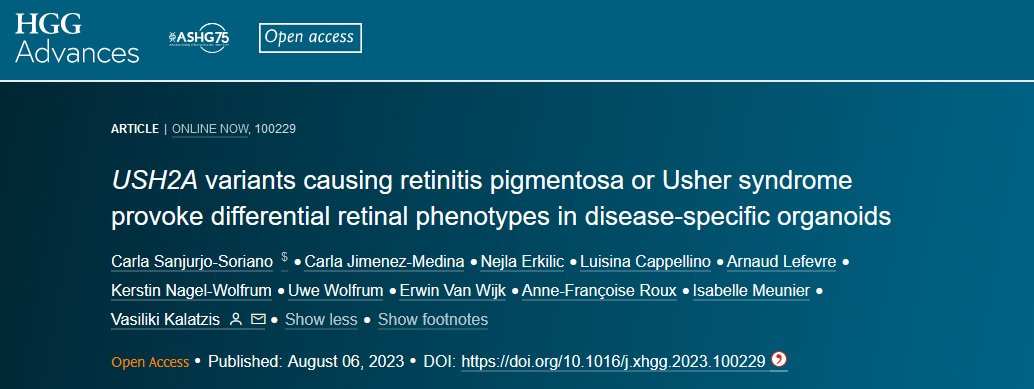 Vision_INM's tweet photo. We are very excited to share our latest article published in @HGGAdvances !
We report for the first time invaluable data on differential disease phenotypes associated with #USH2A variants in fibroblasts, iPSCs and mature human #retinal #organoids
👉 https://t.co/dqnz7as70n https://t.co/xs2QpAYYu7