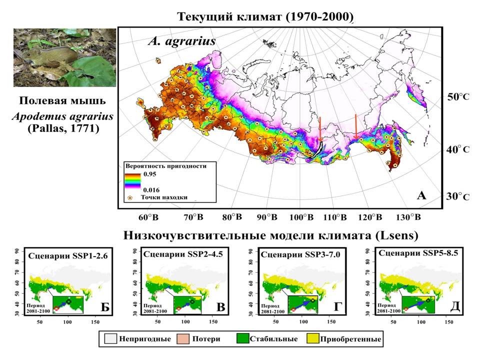 Полевые мыши наступают polit.ru/news/2023/08/0…