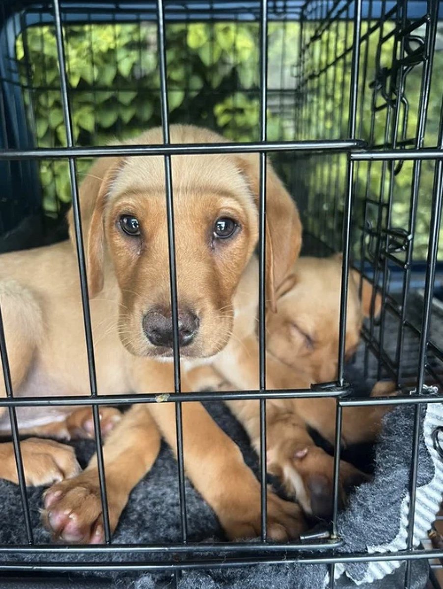 ForceWearHQ's tweet image. Meet Police Puppy "Goose" (Avon &amp;amp; Somerset Police) with his brother "Maverick" (Wilts Police). They're both training to become Specialist search dogs. 🐾 🚓

#forcewearhq #policedogs #policeupdates #britishveterans