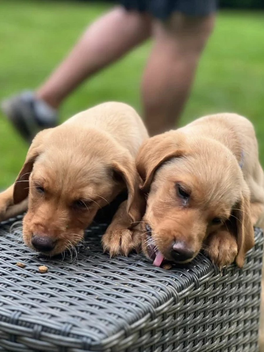 ForceWearHQ's tweet image. Meet Police Puppy "Goose" (Avon &amp;amp; Somerset Police) with his brother "Maverick" (Wilts Police). They're both training to become Specialist search dogs. 🐾 🚓

#forcewearhq #policedogs #policeupdates #britishveterans