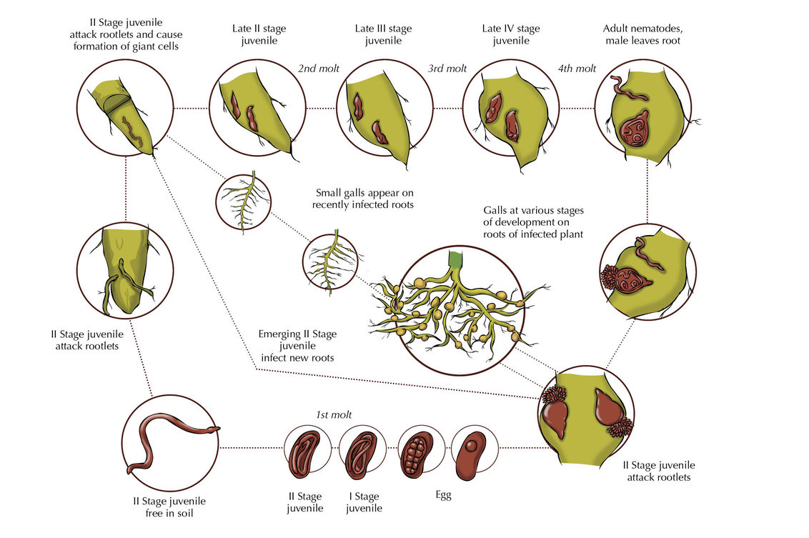 Floriculture Advice from Syngenta 

Root-knot nematode: life cycle 

Understanding their lifecycle will help flower growers deal with Root-knot nematodes and the problems that they cause. 

buff.ly/44GsILm