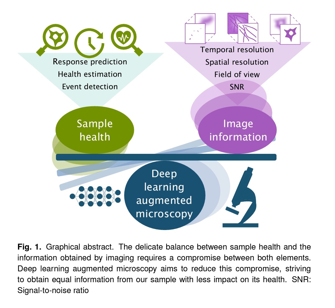 gomez_mariscal's tweet image. 🎯The fact:
Live with fluorescence is beautiful🌈 we need(+love) seeing🔬+analysing it 👩‍💻
But fluorescence is #phototoxic 💥+can compromise the reproducibility&amp;amp;reliability of biological readouts🧐With @JwPylvanainen @guijacquemet, we raise this+discuss #DLaugmentedmicroscopy 🤖🔬