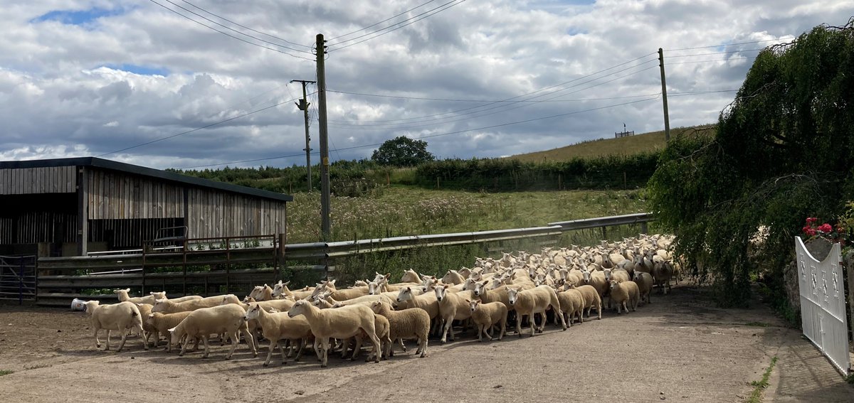 SamBoonBreeding's tweet image. Great sunny night at @AHDB_BeefLamb event with the Nelless family @thistleyhaugh and @ColdrochieEG - talking genetics (a graphfest), forage and @RamCompare. Picture of the #Lleyn ewe lambs with their #Shetland lambs at foot "it's great when a plan comes together" @PastureForLife