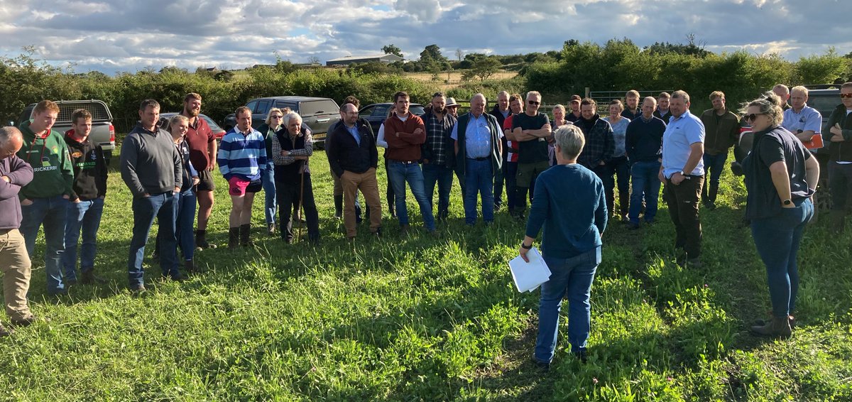 SamBoonBreeding's tweet image. Great sunny night at @AHDB_BeefLamb event with the Nelless family @thistleyhaugh and @ColdrochieEG - talking genetics (a graphfest), forage and @RamCompare. Picture of the #Lleyn ewe lambs with their #Shetland lambs at foot "it's great when a plan comes together" @PastureForLife