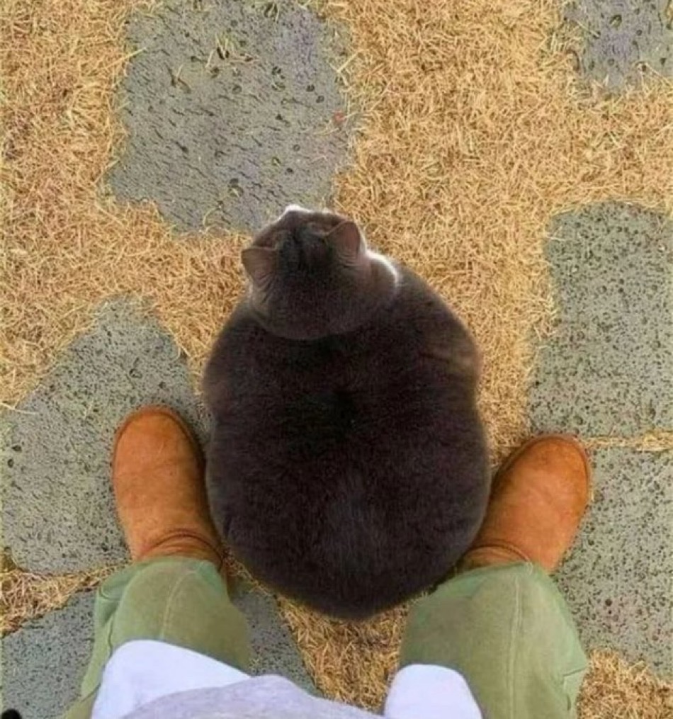 cats without context tweet media