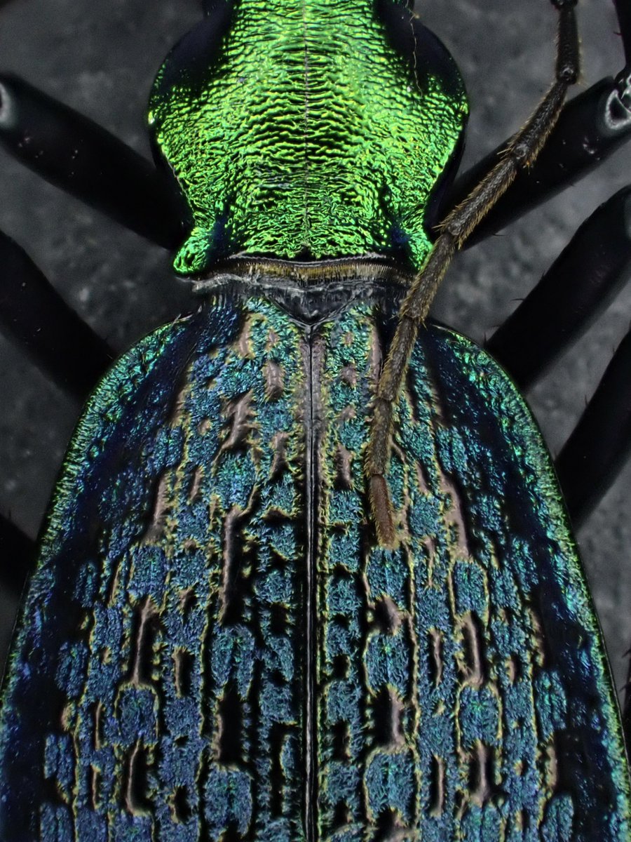 Acoptolabrus constricticollis ホソクビナガオサムシ