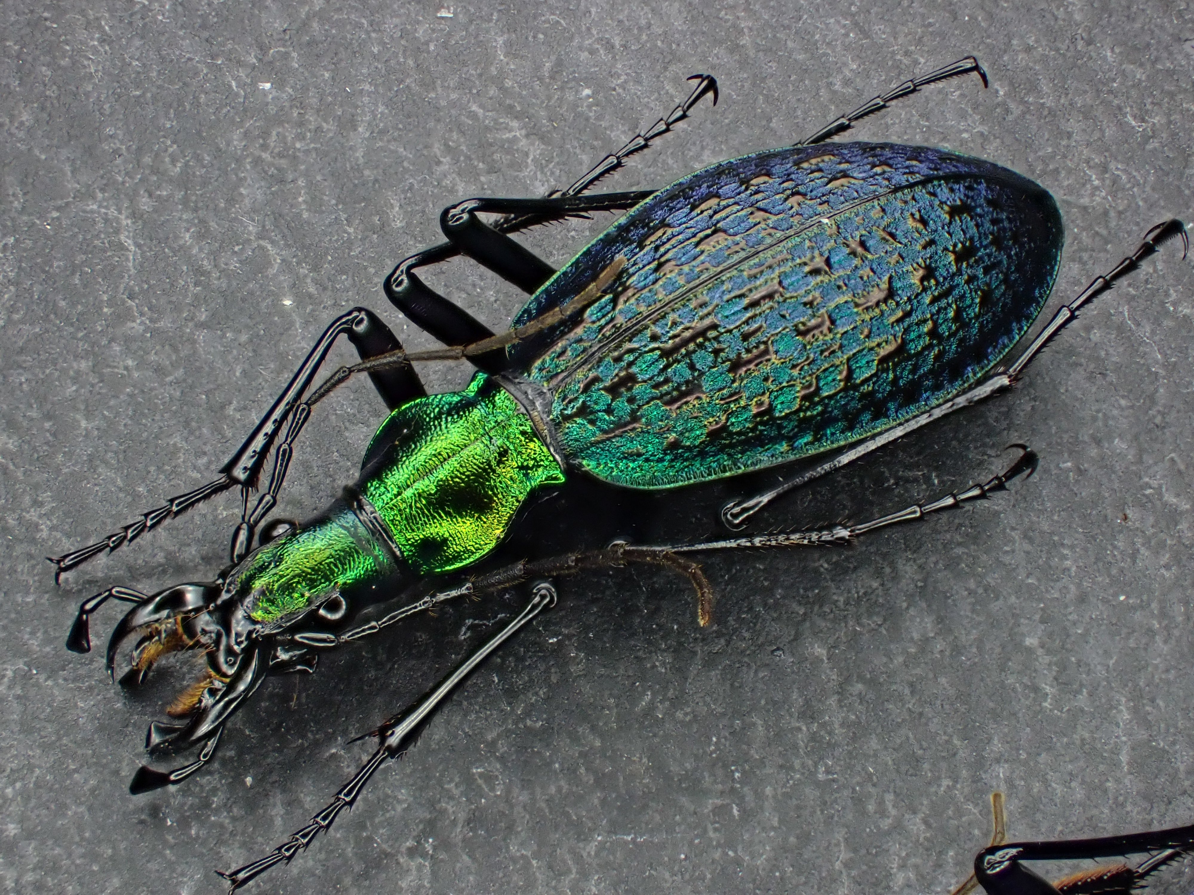 Damaster & Carabus on X: 