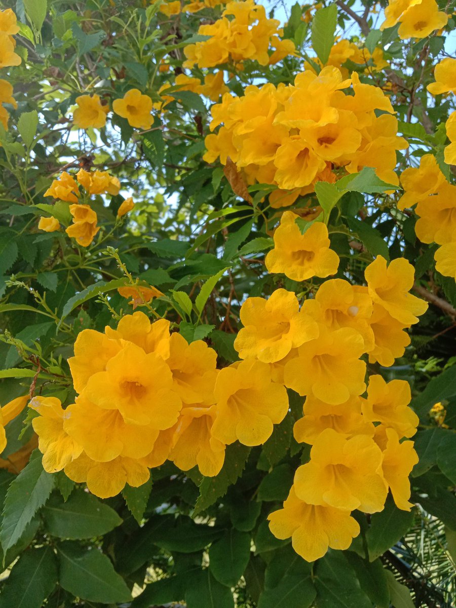joyyywd's tweet photo. 🌿🌼 #YellowBell 🌼🌿
#TecomaStans #Bignoniaceae #YellowElder #TrumpetVine #ThePhotoHour #WednesdayVibes #FLOWER #FlowersOfTwitter #flowersphotography #GardeningTwitter #GardensHour #garden #Beautiful #plants #Blooming #nature #NaturePhotography #gardening https://t.co/SQIgzCHjfM
