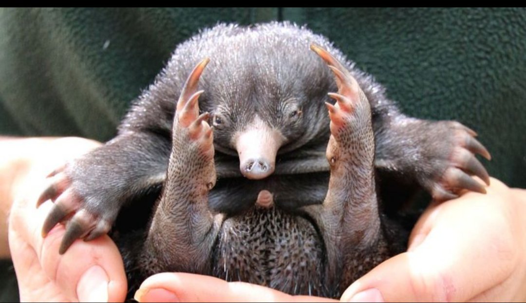 dgr_dgr's tweet photo. @skybetty fyi a baby Echidna is called a Puggle. I think that's an equally cute name! https://t.co/Oae9FUoh39