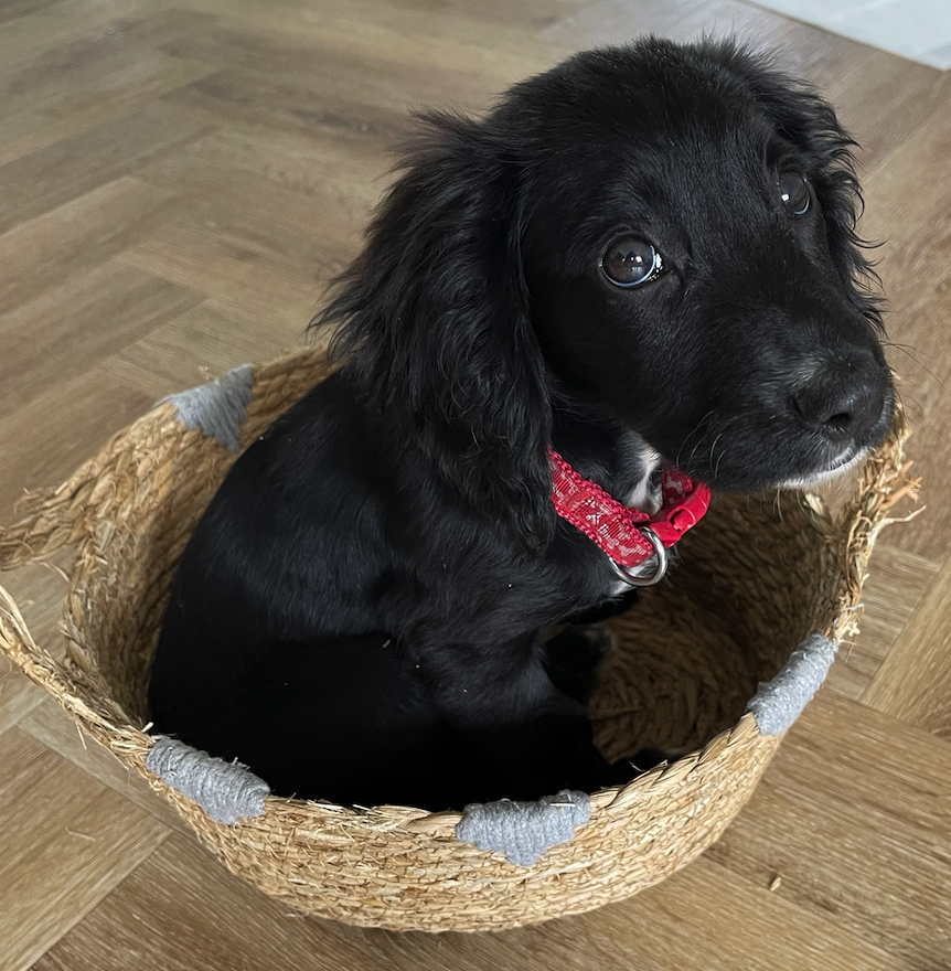 walkeranddrake's tweet photo. All the goodness of our For All Life Stages Dog Food in a smaller kibble size which is perfect for those smaller puppy mouths. 

Feed it dry or soak in water to make a porridge consistency for very young and weaning pups.

Winnie approves ❤️🐾🐶 https://t.co/GubUgXWq0P