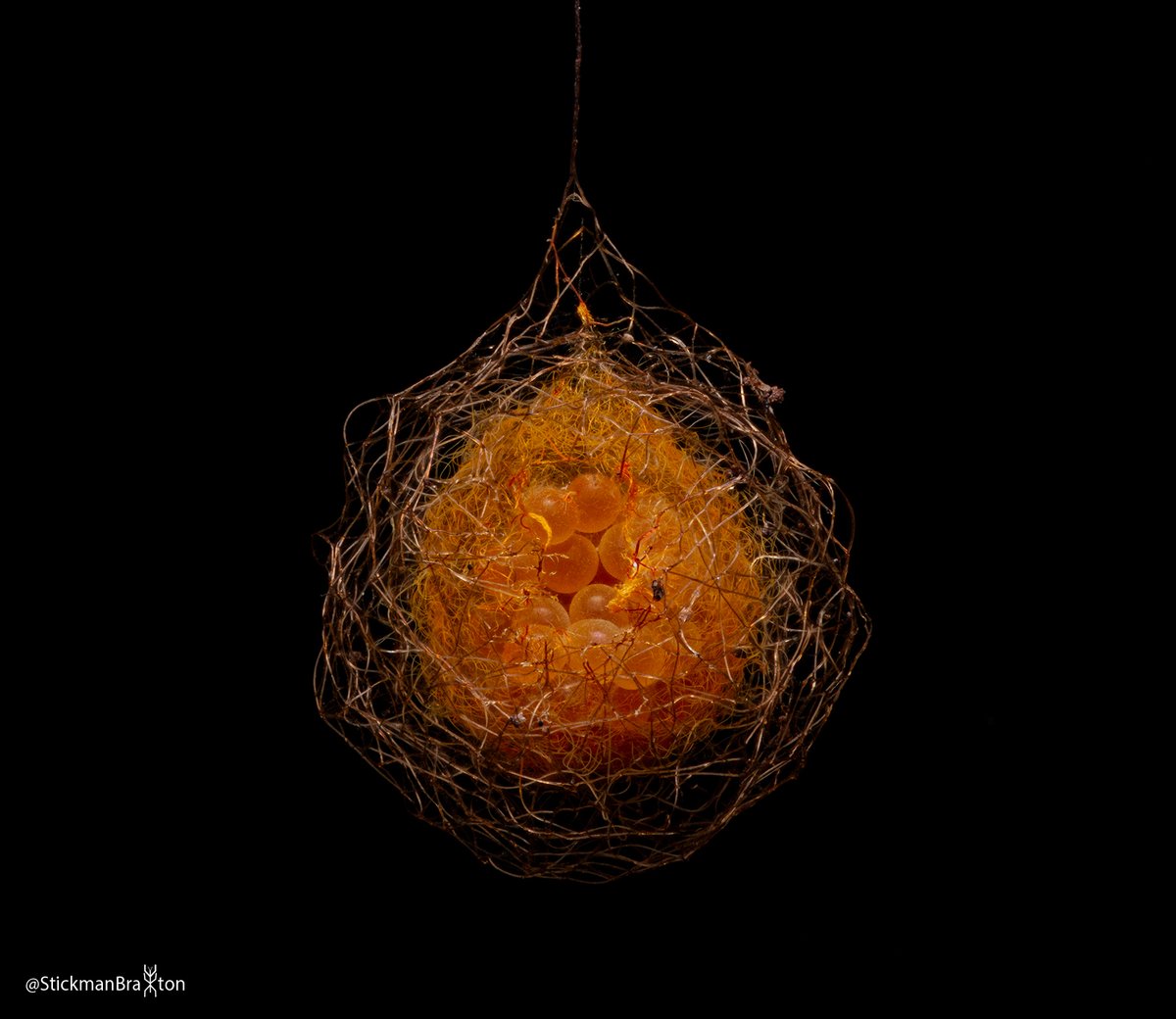 Braxton Jones tweet media