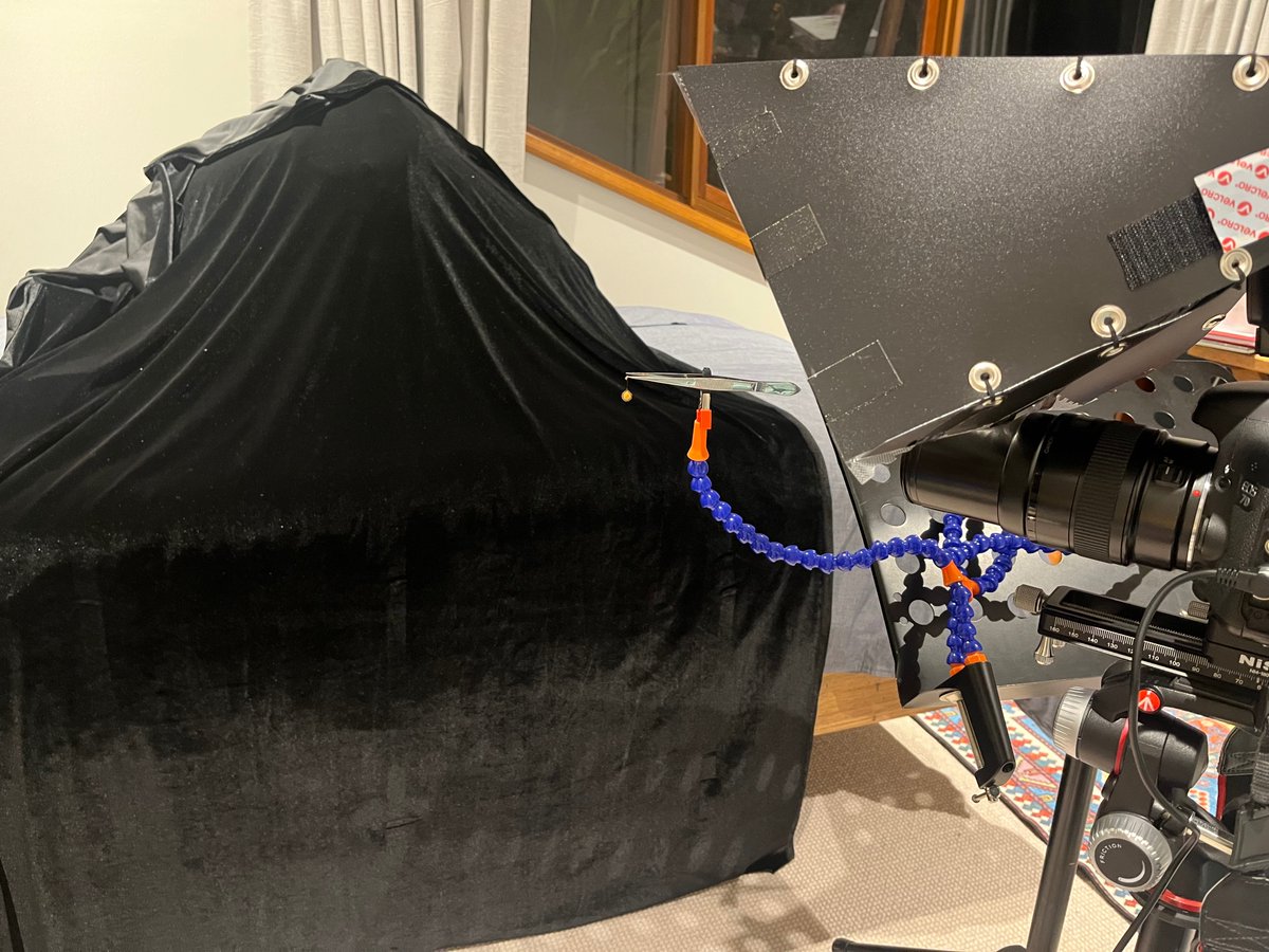 This photo was totally unplanned but very fun! When gardening I found a spider egg sac under a log. Some eggs had already hatched, where I presume they ate their way out through the silk. The photo has 13 stacked images #spider #arachnid #macrophotography #photography #entomology